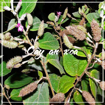  1kg Cây An Xoa Tím khô