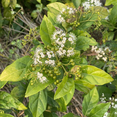 Trà Xạ Đen Hợp Hòa - Xạ đen + Cỏ Ngọt - 50 túi lọc - Giải độc mát gan, ngăn ngừa ung thư.