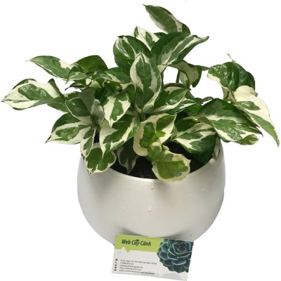 Cây Trầu Bà Sữa - cây cảnh để trong nhà + Tặng phân bón cho cây mau lớn