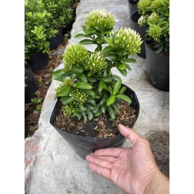 Cây Mẫu Đơn Trắng - Cây Bông Trang Trắng - cây cảnh vườn + Tặng phân bón cho cây mau lớn