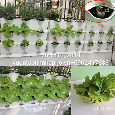 08 Chậu trồng rau thông minh Không thay đất Vertical (màu trắng) nhập khẩu Bồ Đào Nha kèm bộ tưới nhỏ giọt và bón phân Bán tự động (khu vực Không có vòi cấp)