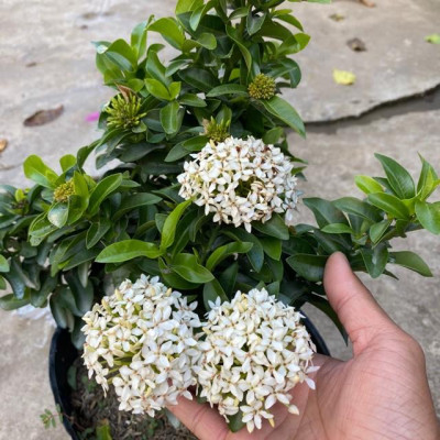 Cây Mẫu Đơn Trắng - Cây Bông Trang Trắng - cây cảnh vườn + Tặng phân bón cho cây mau lớn