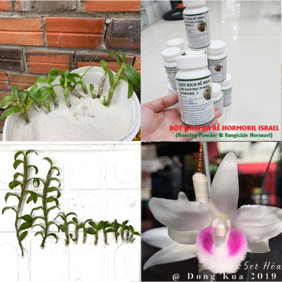 Bột Kích Rễ Israel - Dry Rooting Power Hormoril T3 (Hủ 100gr) dùng kích thích ra rễ nhanh, khỏe trong việc giâm chiết cành hay cây con họ thân mềm (có Thành phần T With Fungicige Ngăn Ngừa Nấm Bệnh vết cắt)