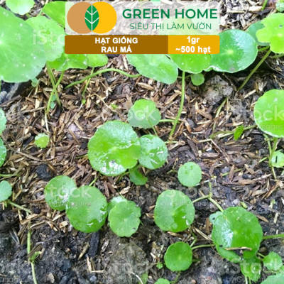 Hạt Giống Rau Má Greenhome, Gói 1g, Dễ Trồng Quanh Năm, Nảy Mầm Cao, Thu Hoạch Nhanh, Năng Suất Cao R12