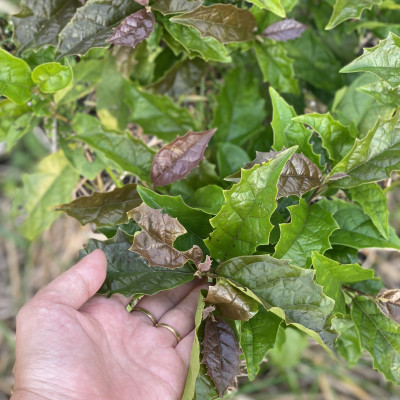 Trà Xạ Đen Hợp Hòa - Xạ đen + Cỏ Ngọt - 50 túi lọc - Giải độc mát gan, ngăn ngừa ung thư.