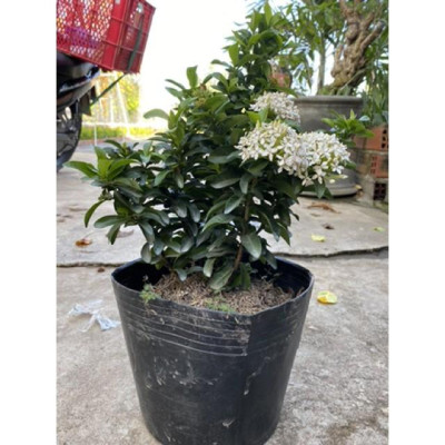 Cây Mẫu Đơn Trắng - Cây Bông Trang Trắng - cây cảnh vườn + Tặng phân bón cho cây mau lớn