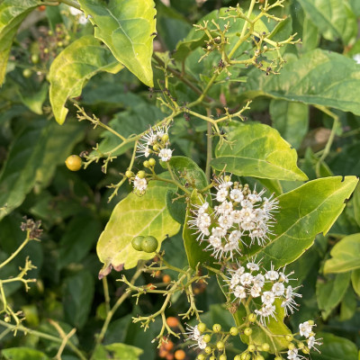 Trà Xạ Đen Hợp Hòa - Xạ đen + Cỏ Ngọt - 50 túi lọc - Giải độc mát gan, ngăn ngừa ung thư.