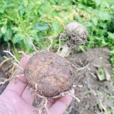 1KG - Bột Huyền (bột nưa) - Miền Tây Thân Yêu - nguyên chất 100% - Đặc sản An Giang