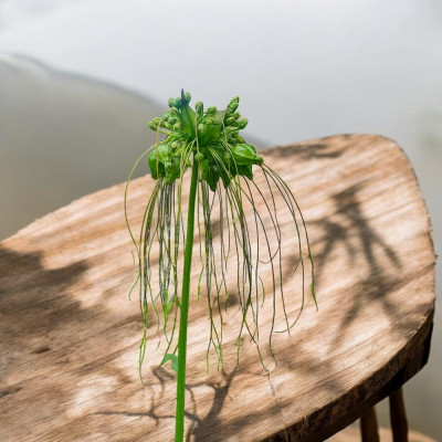 1KG - Bột Huyền (bột nưa) - Miền Tây Thân Yêu - nguyên chất 100% - Đặc sản An Giang