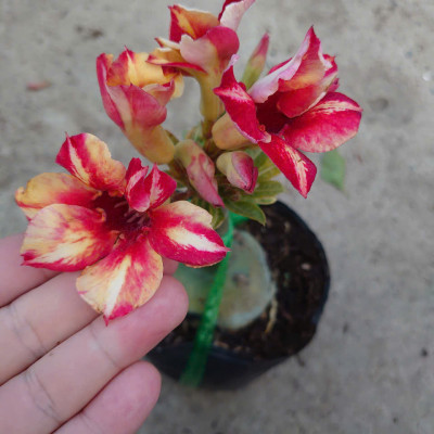 Cây Hoa Sứ Thái Ghép (giao màu ngẫu nhiên)