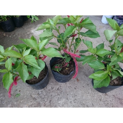 Cây Râu Lân - cây cảnh đẹp + tặng phân bón cho cây