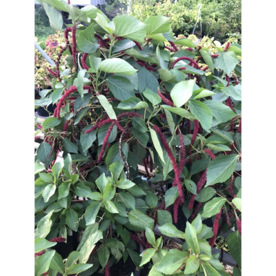 Cây Râu Lân - cây cảnh đẹp + tặng phân bón cho cây