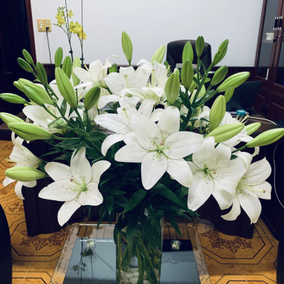 Eyeliner Lily (hoa Lily Eyeliner)