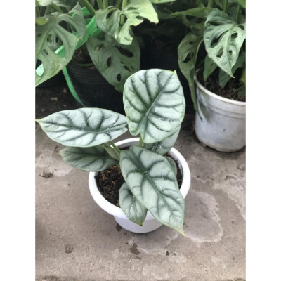 Môn Rồng Bạc ( Alocasia Baginda Silver Dragon ) - cây cảnh để bàn + tặng phân bón cho cây