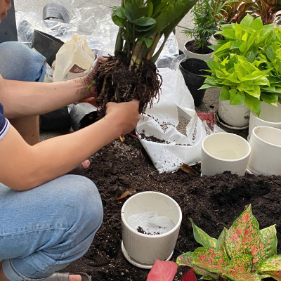 Chậu Cây Để Bàn Nhỏ Văn Phòng (1 bộ chậu và Cây Vạn Lộc Đỏ) cây trong nhà trang trí may mắn