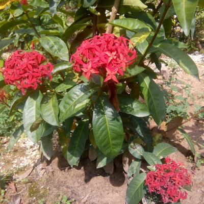 Cây bông trang (mẫu đơn), bông to  màu đỏ