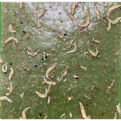 Thùng 50 Gói Loại 60Gram, Bánh Tráng Ruốc Biển Cao Cấp Nướng Sẵn Sachi