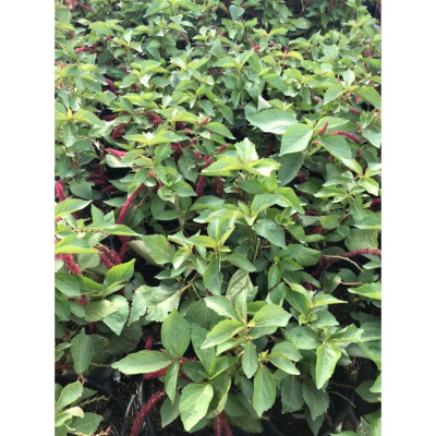 Cây Râu Lân - cây cảnh đẹp + tặng phân bón cho cây