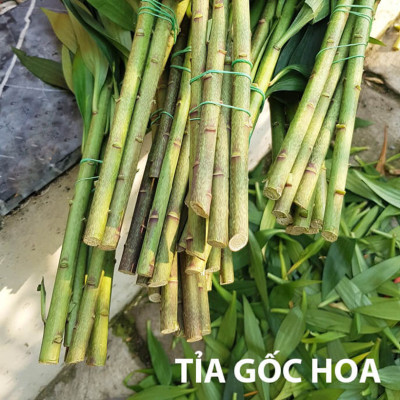 Combo 2 chai dung dịch Bảo Quản Hoa Lily không nở trong 15 ngày tại nhà vườn trồng hoa Growers theo công nghệ xử lý TOG của Israel (dạng nước đậm đặc)