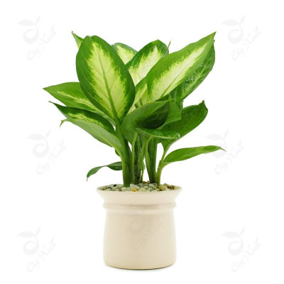 Cây Vạn Niên Thanh - Cây cảnh để trong nhà + Tặng phân bón cho cây