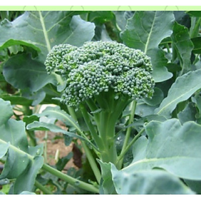 Hạt giống bông cải xanh baby - lơ xanh baby VTP52