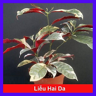 Cây Liễu 2 Da Cẩm Thạch - cây cảnh để bàn + tặng phân bón cho cây