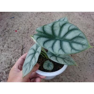 Môn Rồng Bạc ( Alocasia Baginda Silver Dragon ) - cây cảnh để bàn + tặng phân bón cho cây
