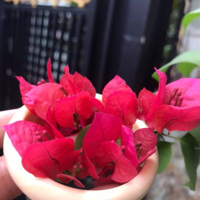 VÒNG TAY NỮ ĐEO MÀU TRẮNG GIẢ NGÀ HAY GỌI LÀ XƯƠNG MỸ NGHỆ  SIZE 52MM x Bản Cao 12mm x Dầy 6,5mm  NỮ NẶNG 50KG TRỞ XUỐNG ĐEO Ạ 