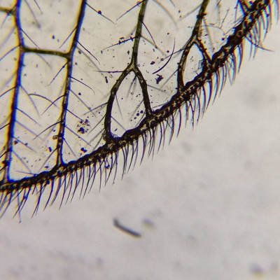 Kính hiển vi soi tinh trùng Carson MS-040 (40-800x) - Hàng chính hãng