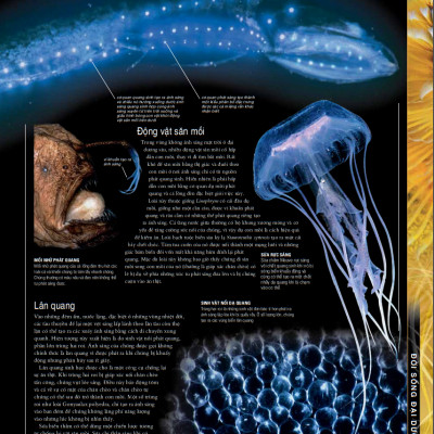 OCEAN – Thuyết Minh Trực Quan Nhất Về Đại Dương