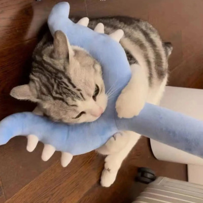 Gậy chiikawa 70cm ship HOẢ TỐC HCM que chinh phục gấu bông Chikawa usagi hachiware thập tự chinh