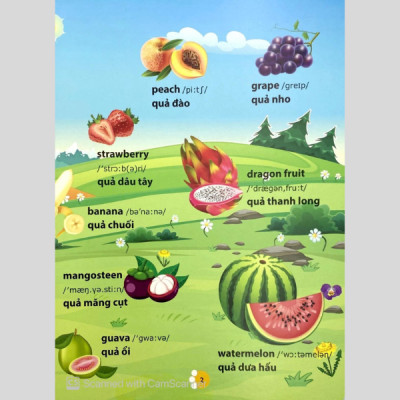 Từ Điển Phát Triển Ngôn Ngữ Bằng Hình Dành Cho Trẻ Mầm Non - Chủ Đề: Phương Tiện Giao Thông + Thành Viên Trong Gia Đình + Trái Cây + Rau Củ