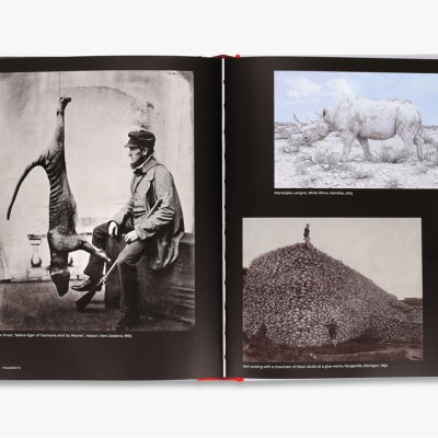 Why We Photograph Animals  