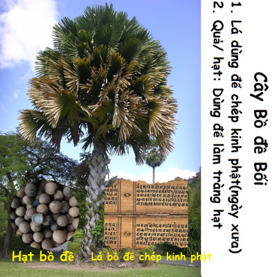 Vòng tay phong thủy bạch ngọc bồ đề làm từ hạt bồ đề Nepal, hộ mệnh trừ tà giúp tài lộc, kèm túi nhung cung hỷ