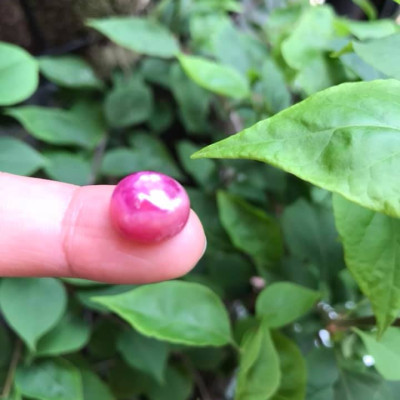   VIÊN ĐÁ RUBBY HỒNG TRÒN ĐẸP NHƯ BÔNG HOA PHÍA TRÊN VIÊN ĐÁ TRÒN DẦY ĐẸP LẮM LUÔN LÀM MẶT NHẪN DÂY CHUYỀN Size DÀI 12mm X NGANG 11mm x DẦY 7mm