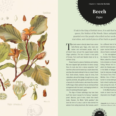 Kew - Witch