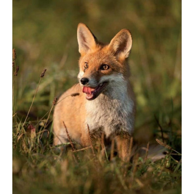 Ống Nhòm Chống Nước, Chống Mờ Sương Fomei 10x42 DCF BEATER - Hàng chính hãng