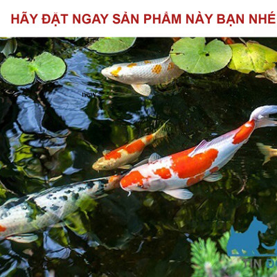 3 Gói Thức Ăn Cá Cảnh, cám Cá Koi hạt nhỡ 3mm (Cho cá size 8cm trở lên) - Nhanh lên size, lên màu, tăng cường sức đề kháng 500Gr