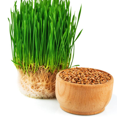 Hạt giống cỏ lúa mì hỗ trợ tiêu hóa - tiêu búi lông cho mèo túi 50g