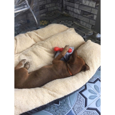 Nệm, ngủ cho chó to (có khoá kéo) tặng gối nằm , thảm nệm thú cưng
