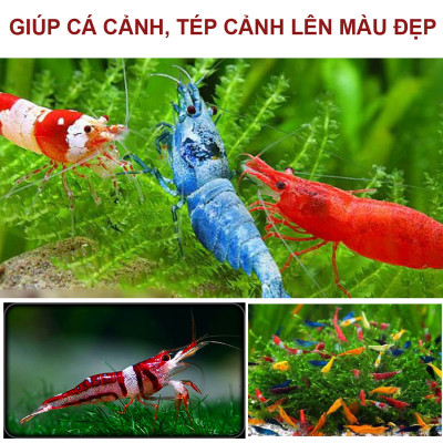 2 Gói Thức Ăn Cá Cảnh, cám Cá Koi hạt nhỡ 3mm (Cho cá size 8cm trở lên) - Nhanh lên size, lên màu, tăng cường sức đề kháng 500Gr