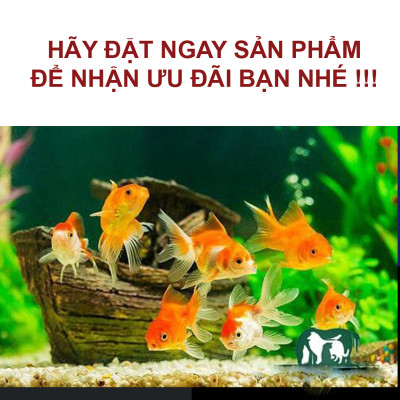 2 Gói Thức Ăn Cá Cảnh, cám Cá Koi hạt nhỡ 3mm (Cho cá size 8cm trở lên) - Nhanh lên size, lên màu, tăng cường sức đề kháng 500Gr