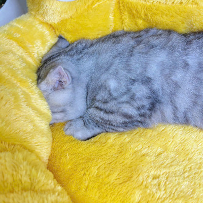 NỆM CHÂN CHÓ DƯỚI 12KG DÀNH CHO THÚ CƯNG CHÓ MÈO