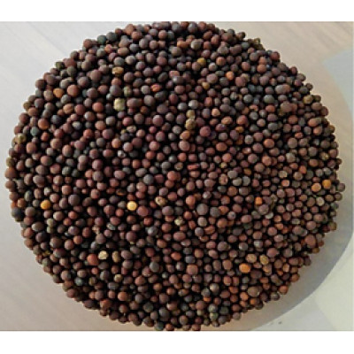 hạt cải dùng làm thức ăn đầy đủ dinh dưỡng cho chim, yến hót, yến phụng, finch...