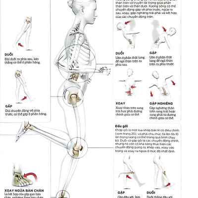 Khoa Học Về Chạy Bộ - Phân Tích Kỹ Thuật, Phòng Ngừa Chấn Thương, Đổi Mới Cách Tập Luyện - Bìa Cứng