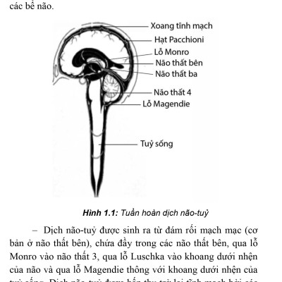 Thực Hành Lâm Sàng Thần Kinh Học - Tập 4: Chẩn Đoán Cận Lâm Sàng (Xuất bản lần thứ hai có sửa chữa, bổ sung)