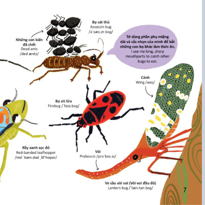 Thư Viện Từ Vựng Đầu Đời Cho Bé - Các Loài Sâu Bọ - Bugs!