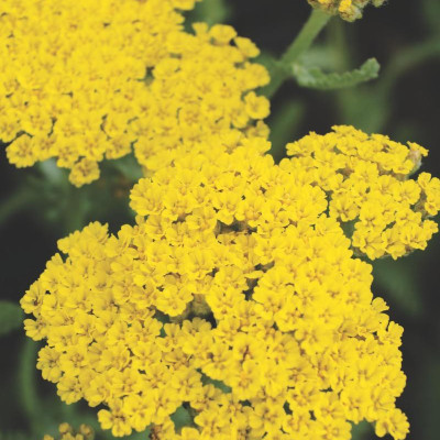 Best Perennials for Sun and Shade (Home Grown Gardening)