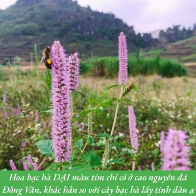 MẬT ONG BẠC HÀ CHÍNH HÃNG PO MỶ OCOP HÀ GIANG, MẬT ONG BẠC HÀ NGUYÊN CHẤT HÀ GIANG