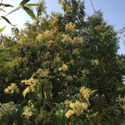 Mật ong rừng Tây Bắc Phúc Khang 140G - Thu hoạch tự nhiên - Nguyên chất - Không nhiễm hóa chất , Kháng sinh , Kim loại nặng , Chất bảo vệ thực vật - Tặng hộp trà sâm hàn quốc 10 gói khi mua từ 3 hũ 